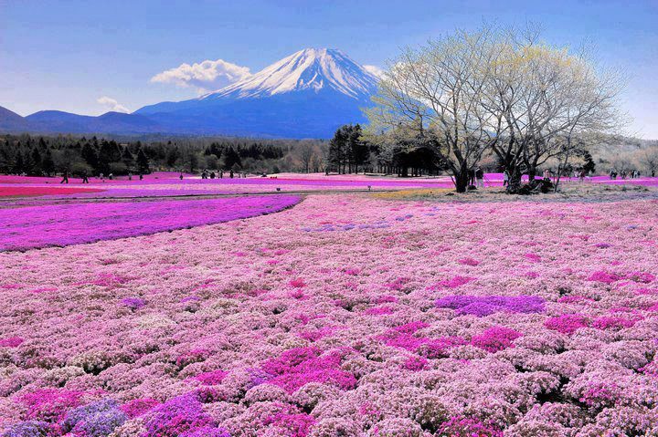 Tempat wajib dilawati di Tokyo | Melancong Ke Jepun